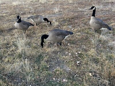 Dave Smith Decoys Maxima canadas