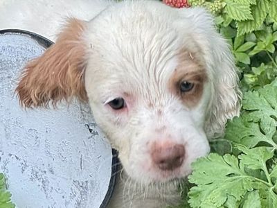 AKC Brittany pups