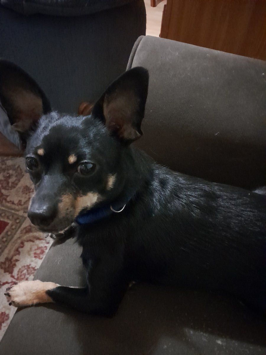 male chihuahua