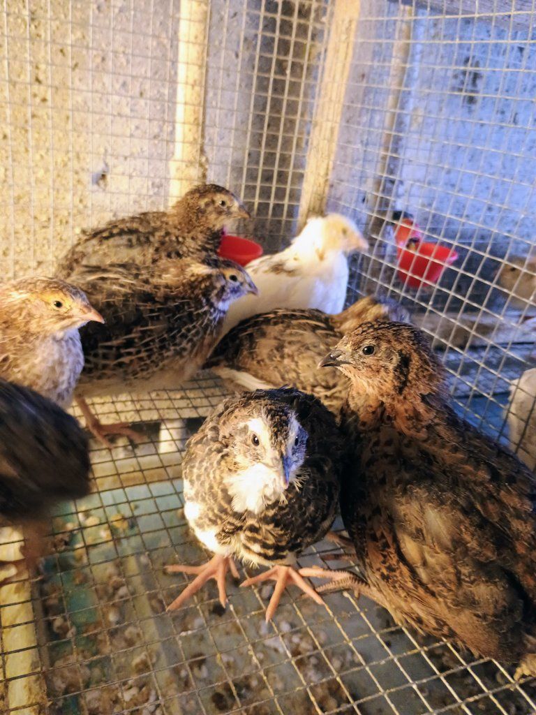 Coturnix quail chicks 3 weeks old