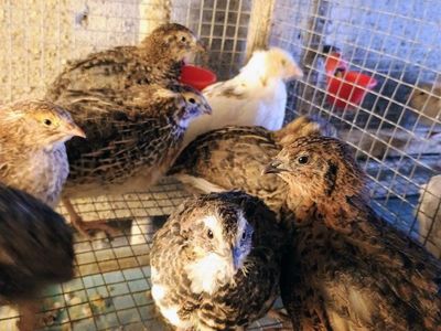 Coturnix quail chicks 3 weeks old