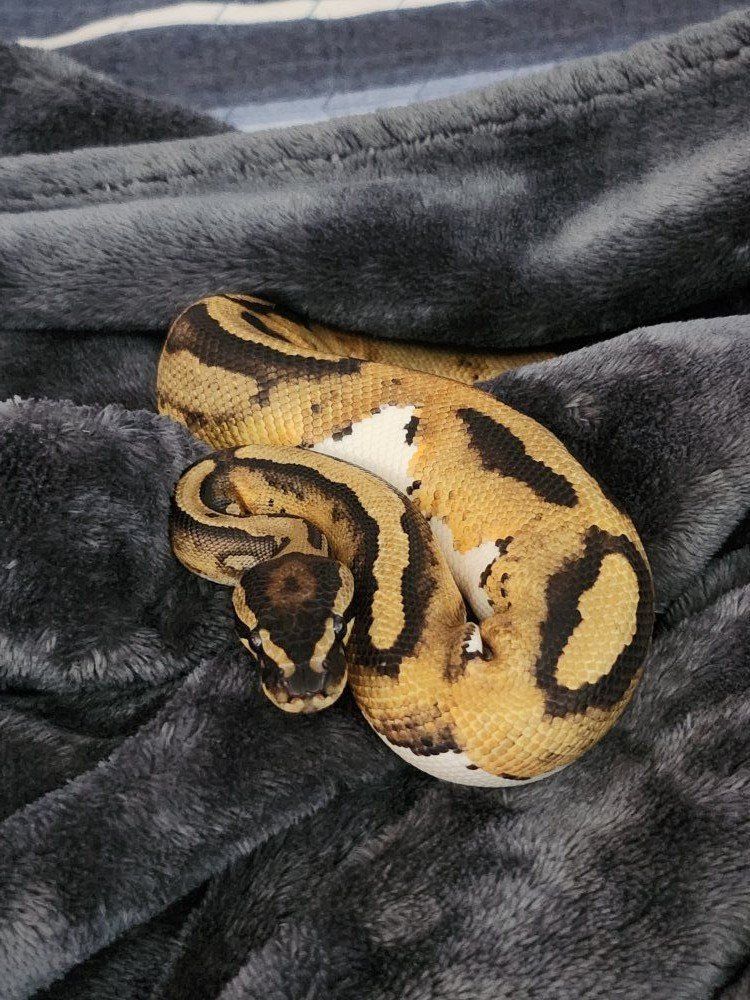 leopard Pied Ballpython