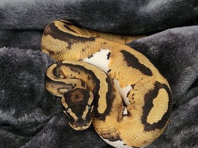 leopard Pied Ballpython