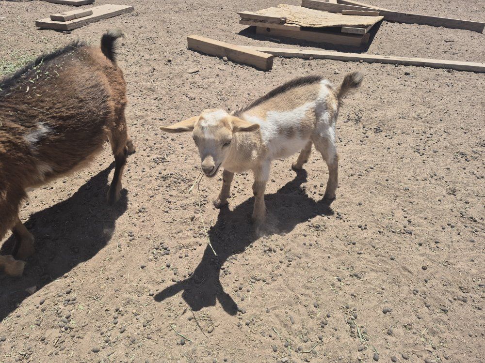Nigerian Dwarf/Dwarf Pygmy mix Goats