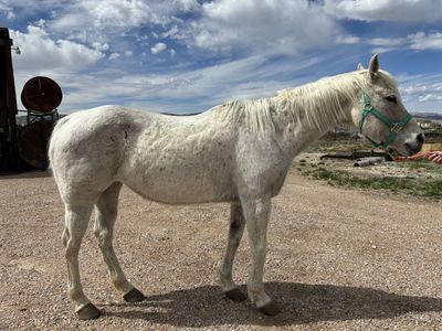 AQHA Registered Grullo Mare β Beginner Ridden