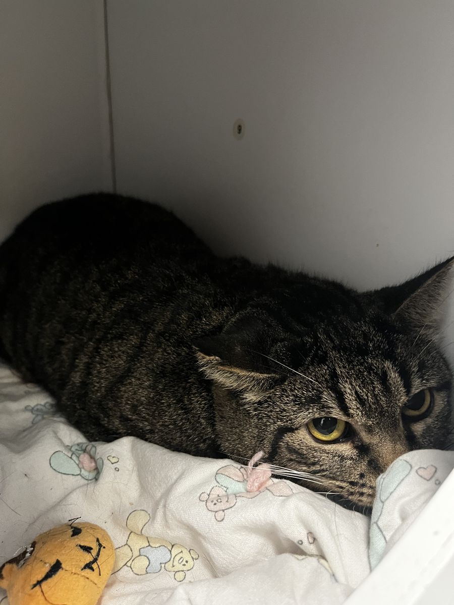 A164204 Biggie Biscuits is Available for Adoption!