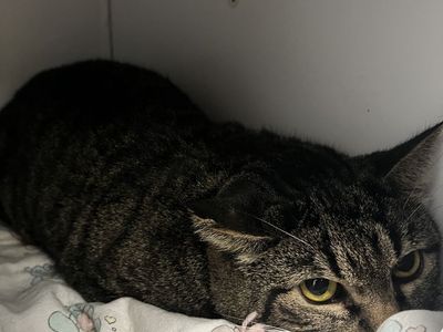 A164204 Biggie Biscuits is Available for Adoption!