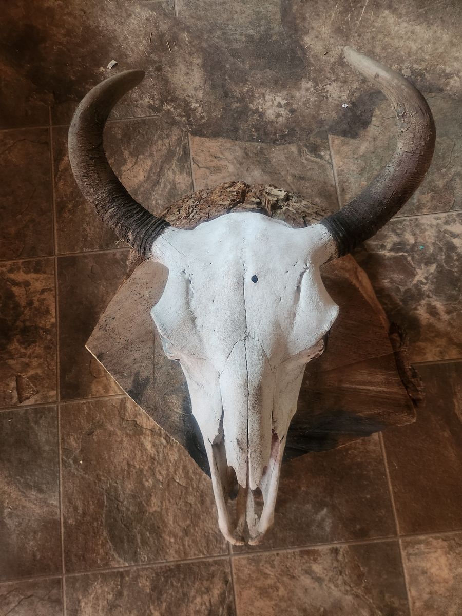 Bison skull