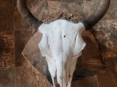 Bison skull