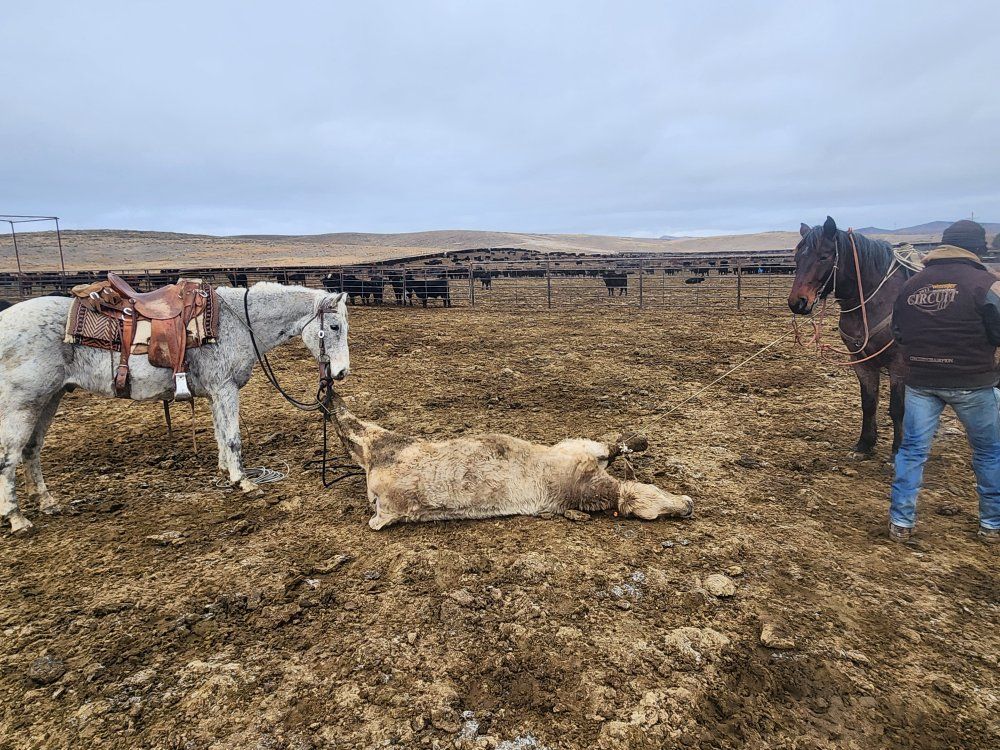 Ranch gelding