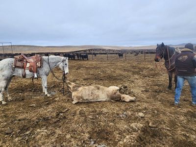 Ranch gelding