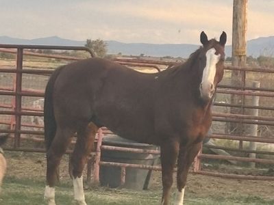 Very well bred finished Rope horse