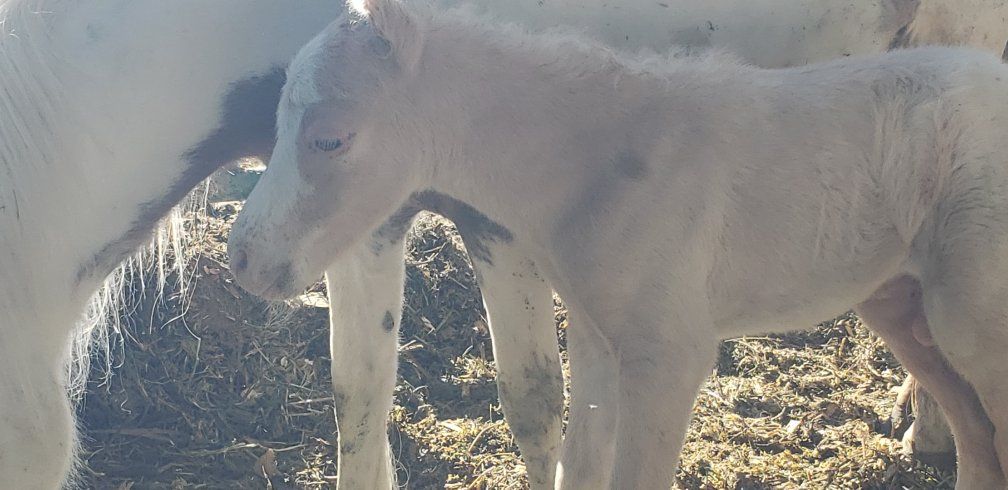 Miniature horse colt