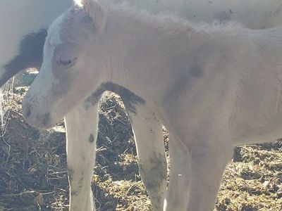 Miniature horse colt