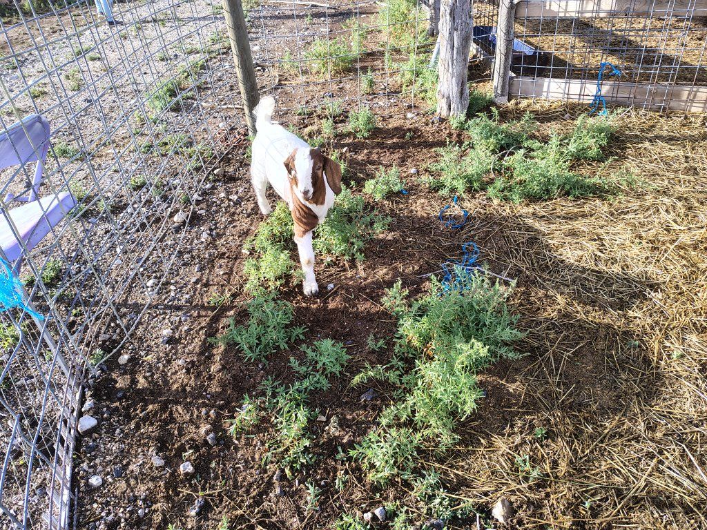 Healthy Young Goat for Sale Mini Boer Billy Goat - Farm Raised Livestock