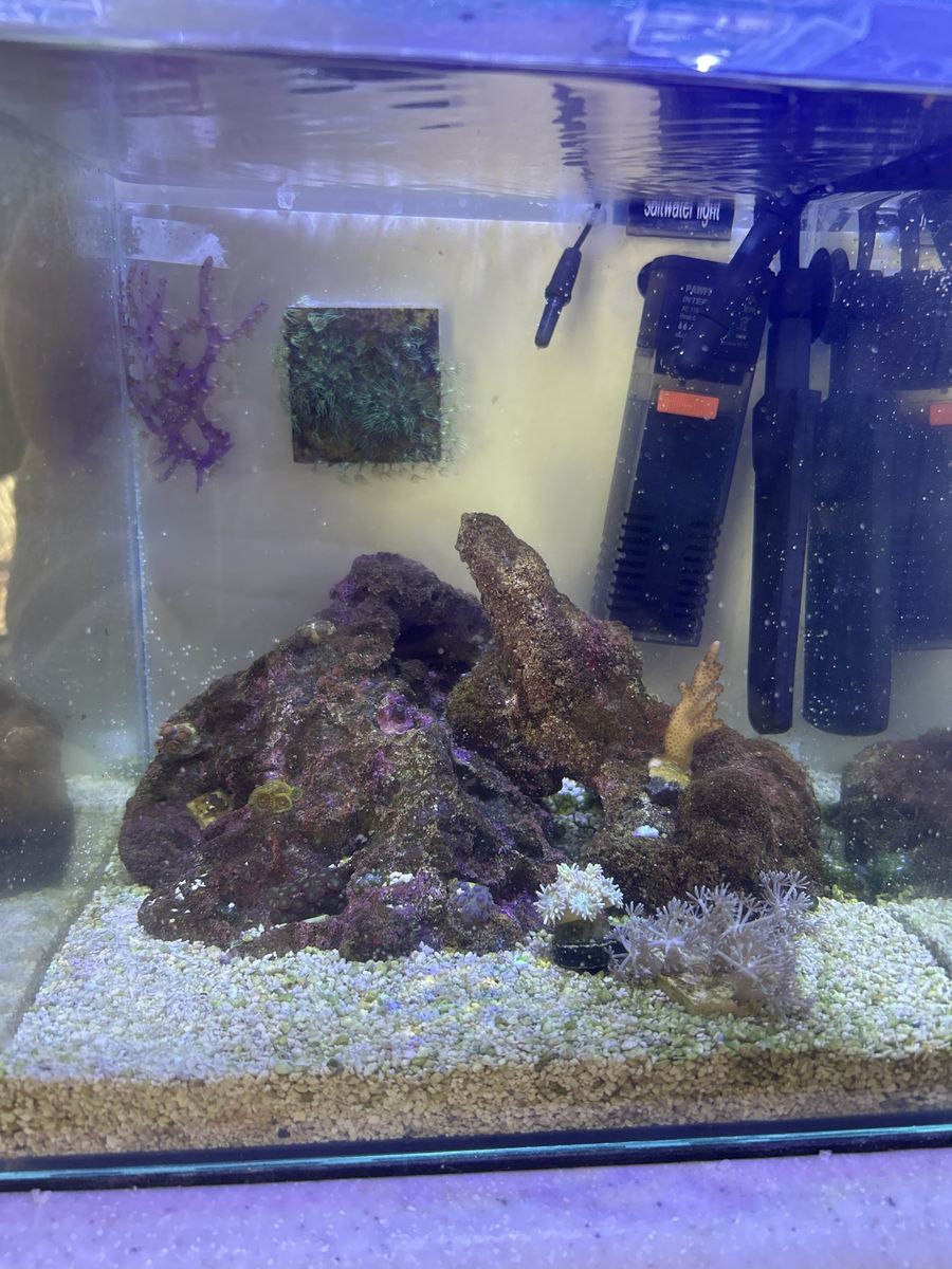 3 Gallon Saltwater Nano Reef Tank Setup with Live Coral and Supplies