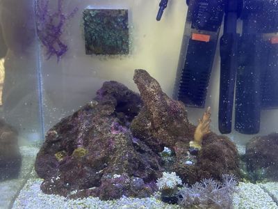 3 Gallon Saltwater Nano Reef Tank Setup with Live Coral and Supplies