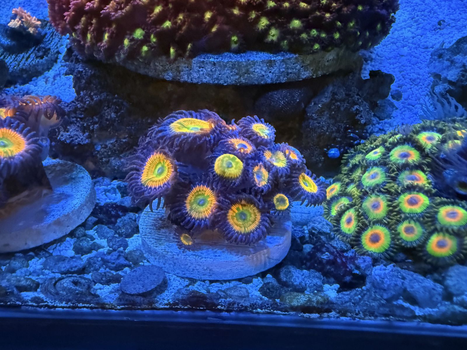 Coral Frags
