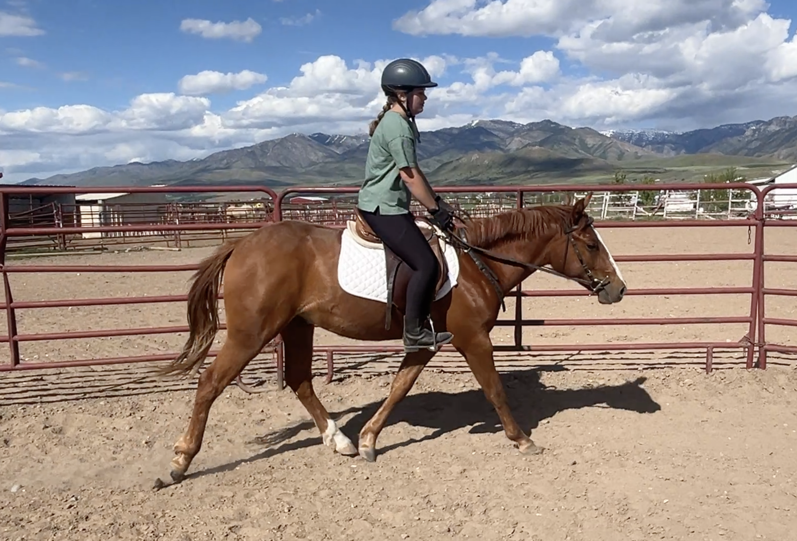 Family pony