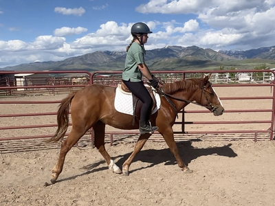 Family pony