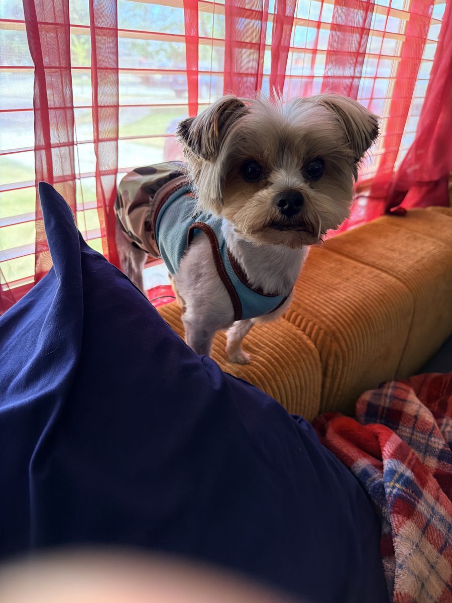 Parti Yorkie “Jackson”