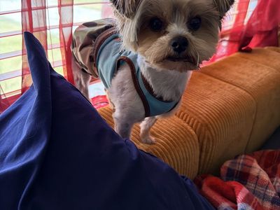 Parti Yorkie “Jackson”