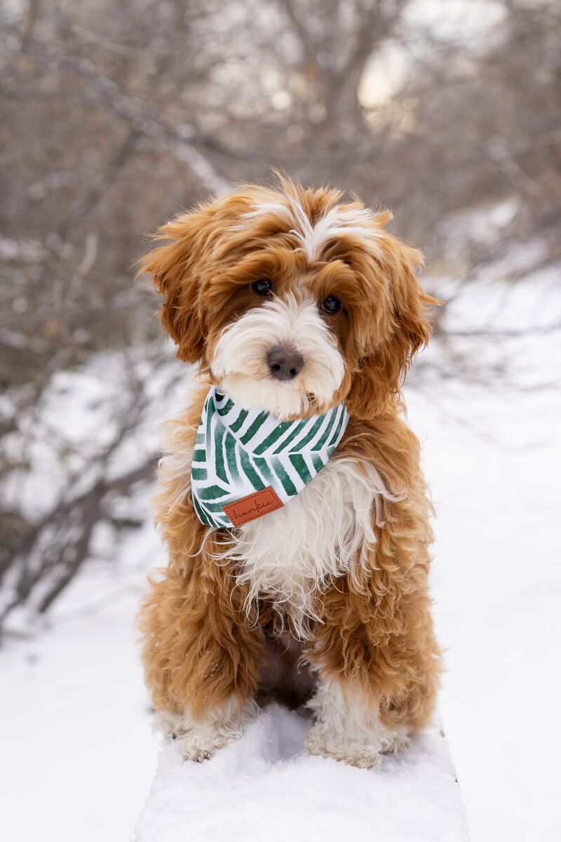 10 lb CLEAR red tuxedo Goldendoodle 8/10 intensity