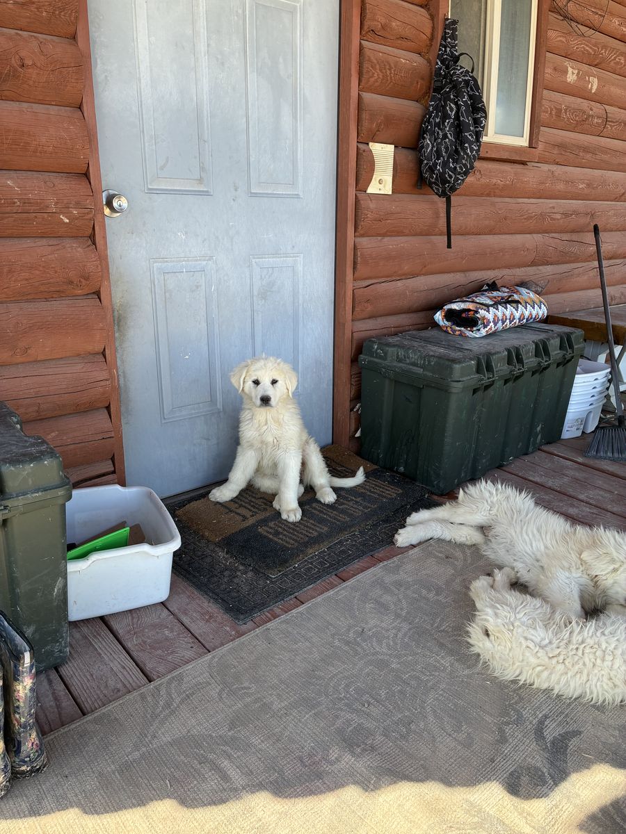 Livestock Guard Dog Pup