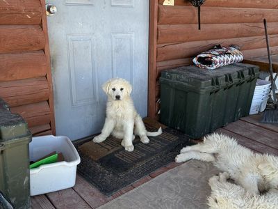 Livestock Guard Dog Pup
