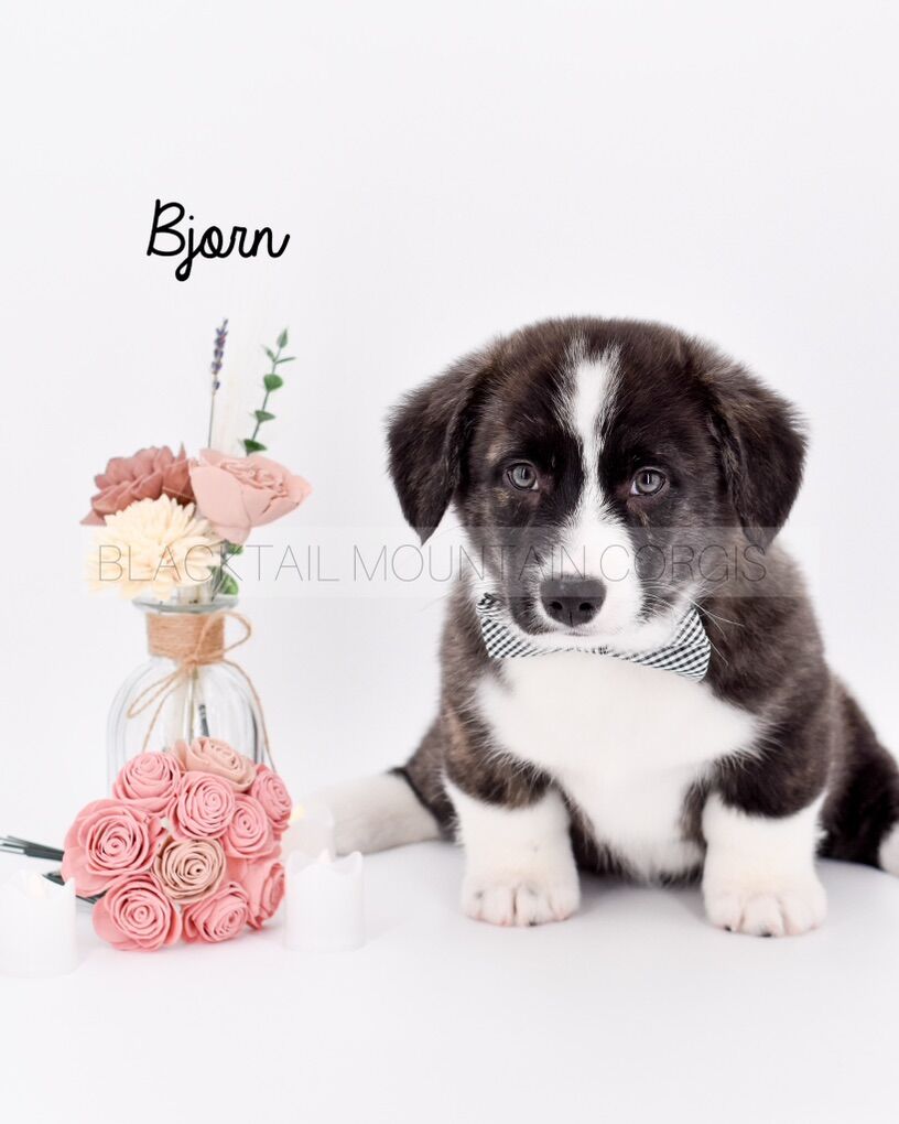 Brindle American Corgi Puppies - 12 Weeks