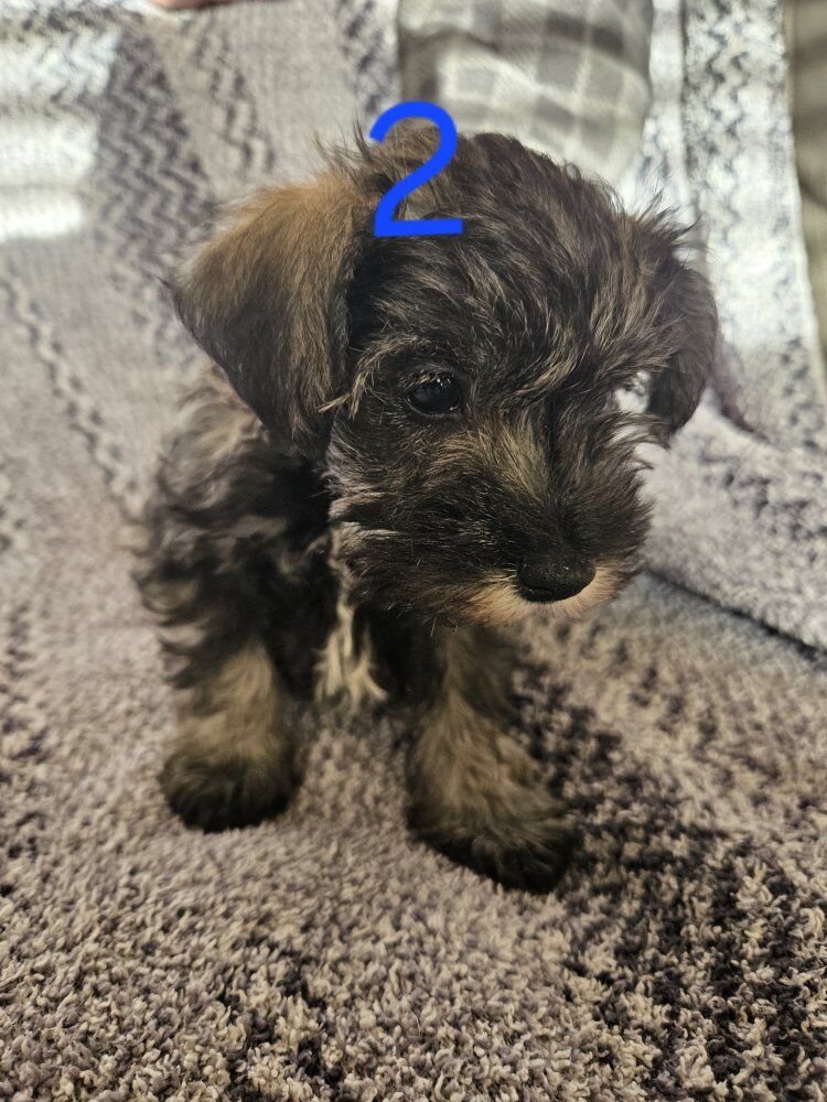 Miniature Schnauzer Puppies