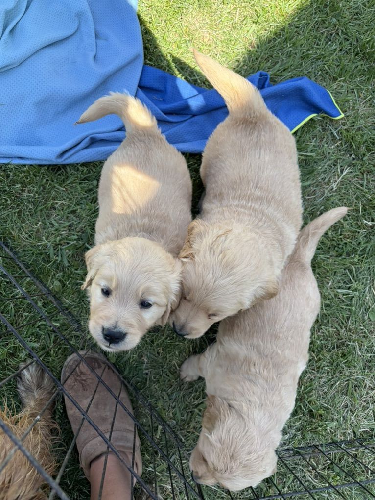 AKC Golden Retriever Puppies!!