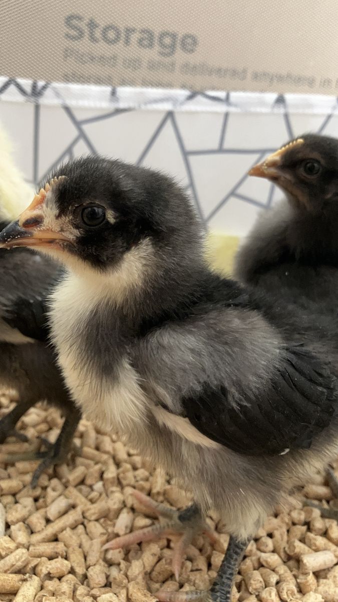 Rainbow Egg Layer Chicks