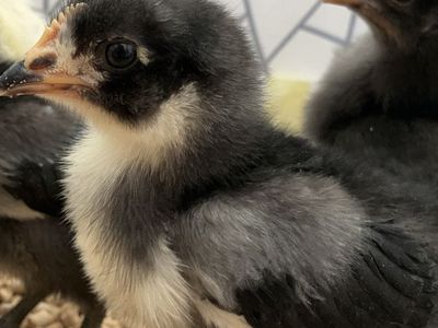 Rainbow Egg Layer Chicks