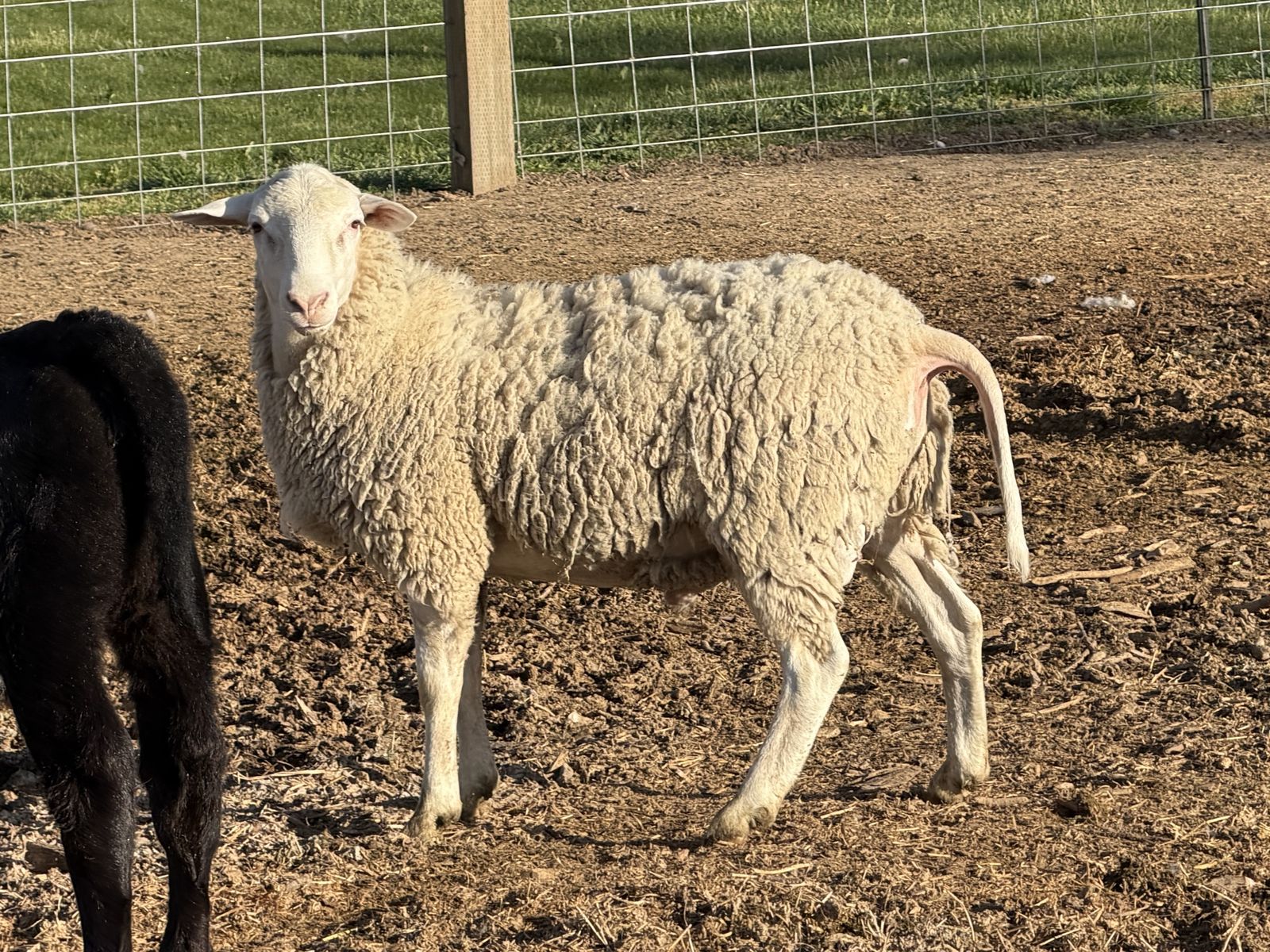 East Friesian Cross Buck