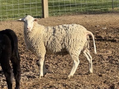 East Friesian Cross Buck