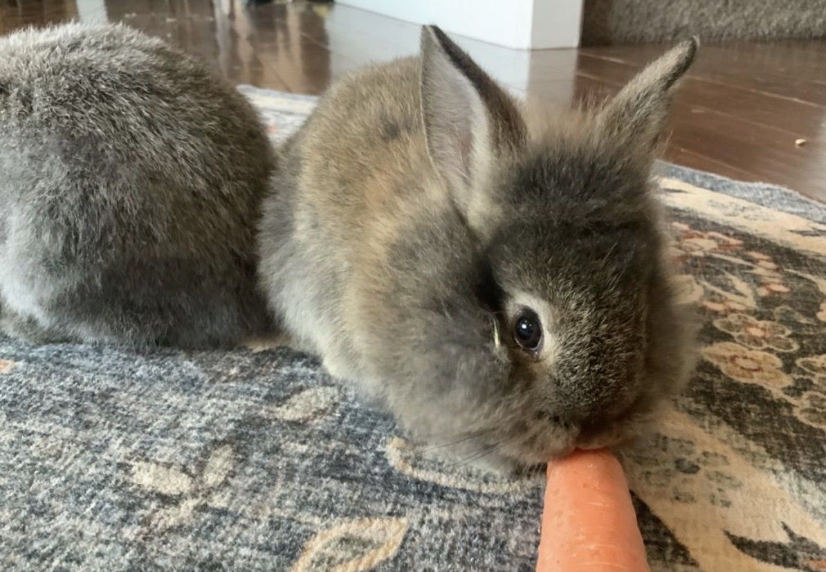 Lion mane / mini Rex female bunny