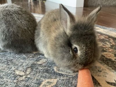 Lion mane / mini Rex female bunny