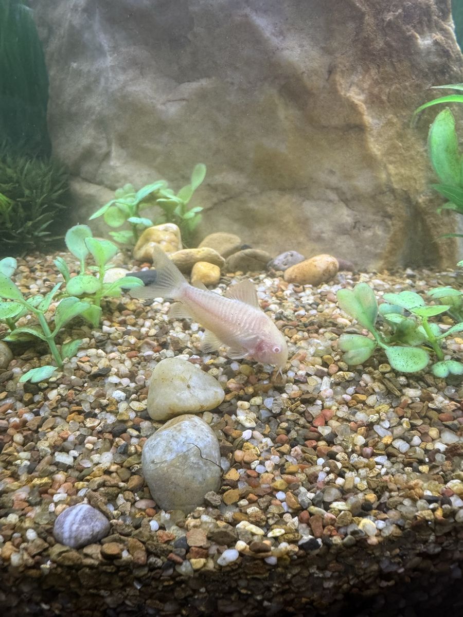 Albino Cory cat