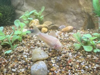 Albino Cory cat