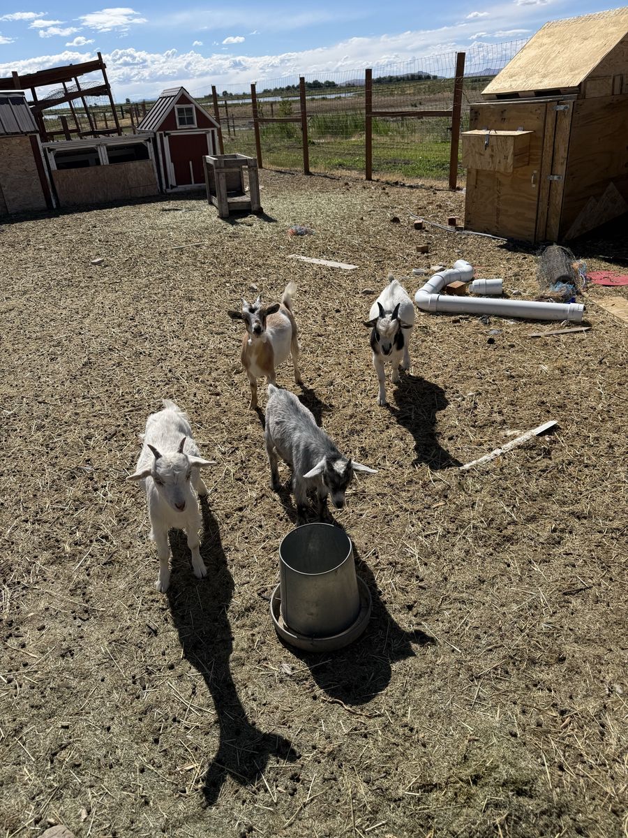 Goats - Various Breeds & Ages - Adorable Farm Animals for Sale