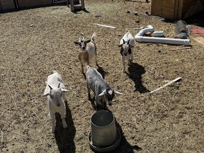 Goats - Various Breeds & Ages - Adorable Farm Animals for Sale