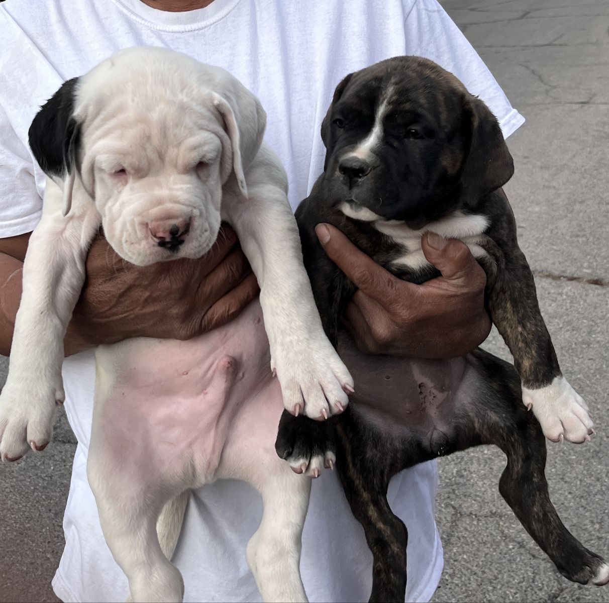 puppies