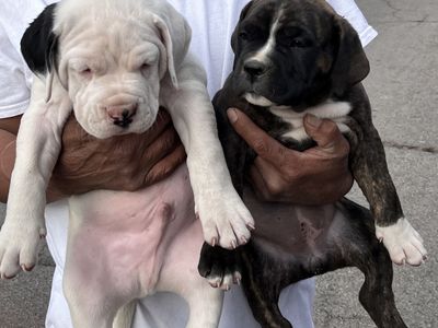 puppies