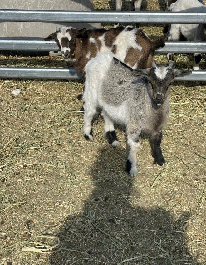 Free Goats