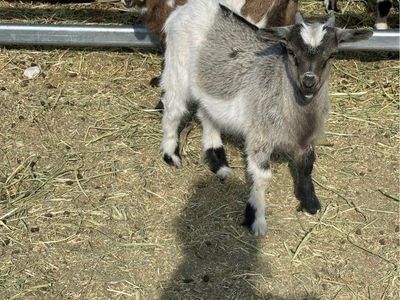 Free Goats