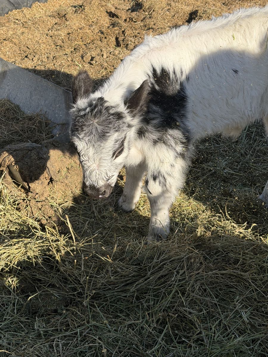 Galloway riggit bull calf