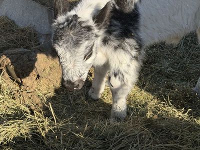 Galloway riggit bull calf