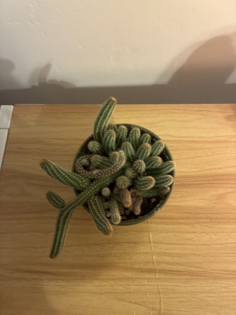 Cactus plant