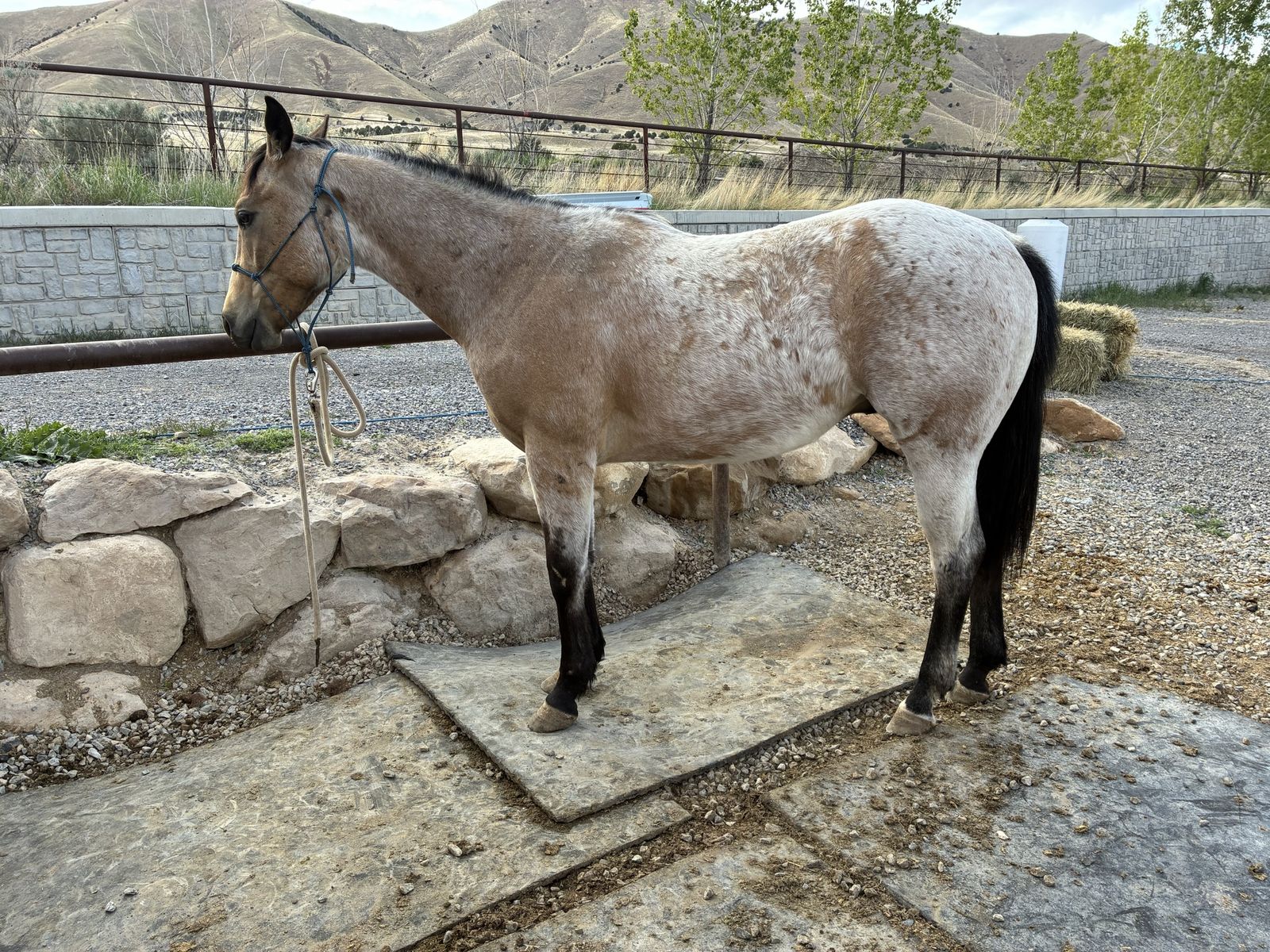 2024 AQHA  Buckskin Gelding